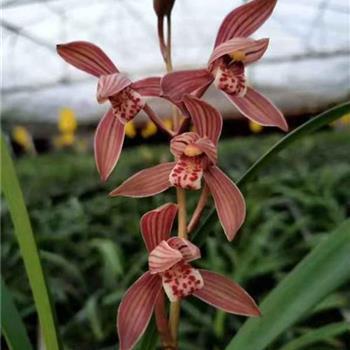 对父母极度失望的句子