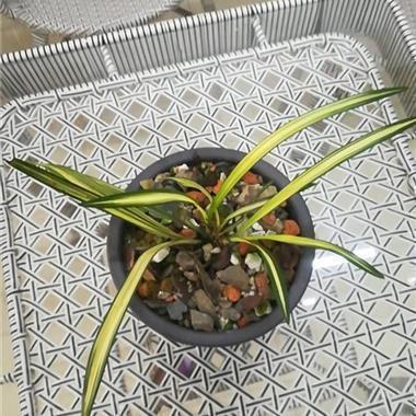 邁