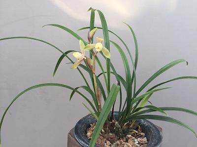 鼻高