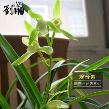 雨散风流