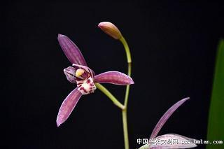 蜡绢