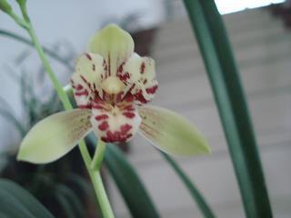 莫逆交