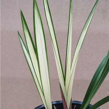 2021七夕情人节祝福语感动短语 情人节祝福短语七夕节感人句子