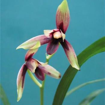 关于理想的诗句81句