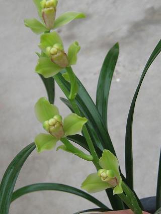 鳞素