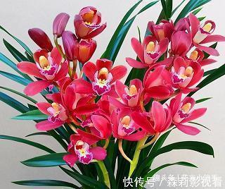肚包