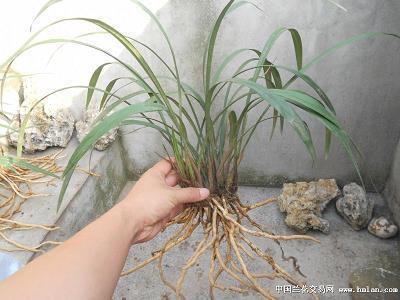 小清新经典感悟爱情说说20句