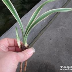 夏天喝茶朋友圈说说推荐31句