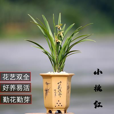 腐蠸