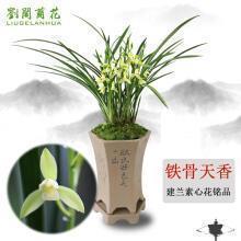 麋芜