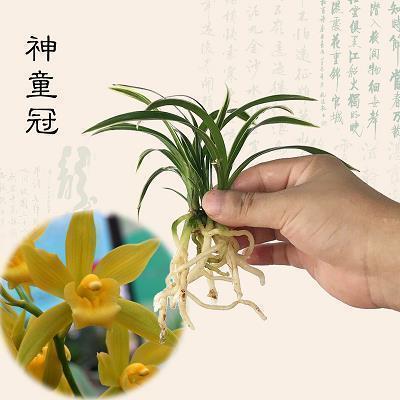 翄