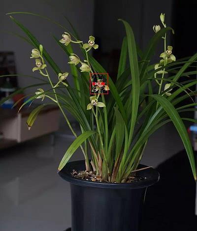 2021牛年新春祝福贺词大全