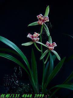 成长中有道理的心情说说