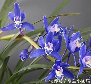 鰕菜