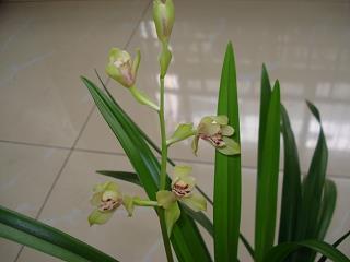麻点