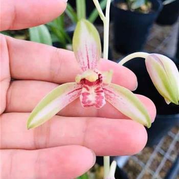 蛟龙擘水