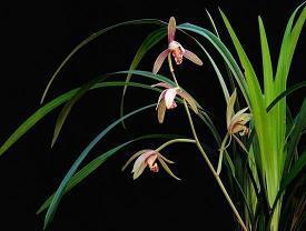 2021最新牛年新春祝福语