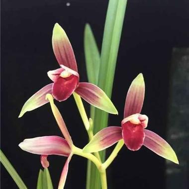 情人节表白对象的小情话 我喜欢你,从黑夜到黎明,从冷冬到暖春