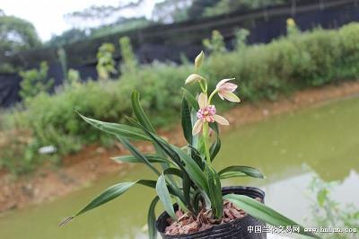 藕节