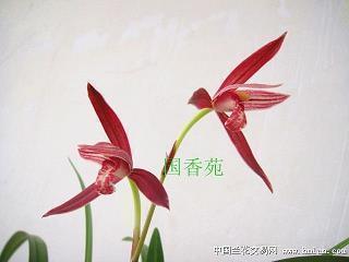 臑