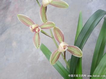 謊