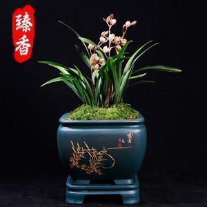 龙鹄