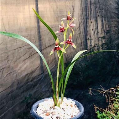 覆巢破卵