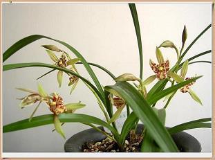 2020圣诞节暖心句子说说