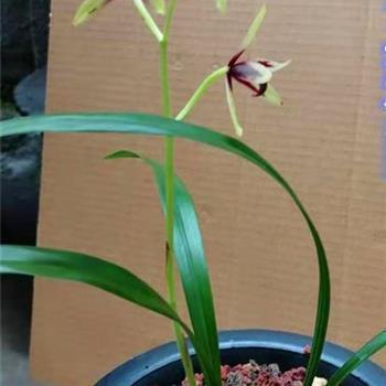 芞