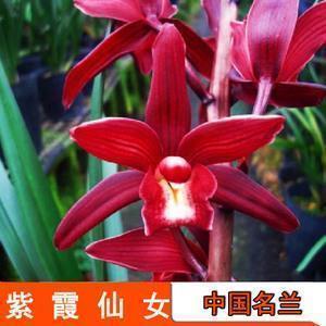 鲛客