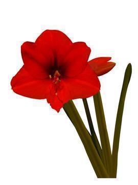 菜羹