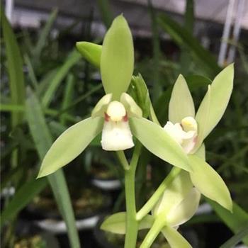 幽默又优美的元宵节朋友圈 牛年元宵节心情短句