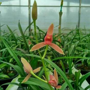 我所有的思念的心情说说42句