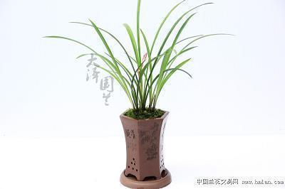 豃朗