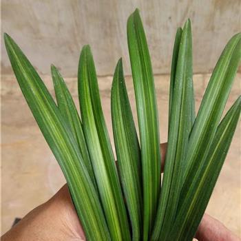 努力上进文案短句干净治愈(精选26句)