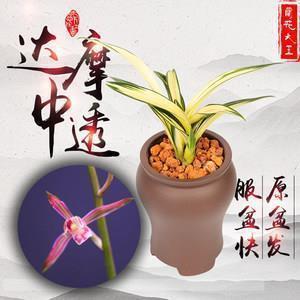 踔绝之能