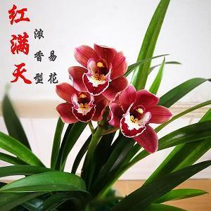 诡状异形