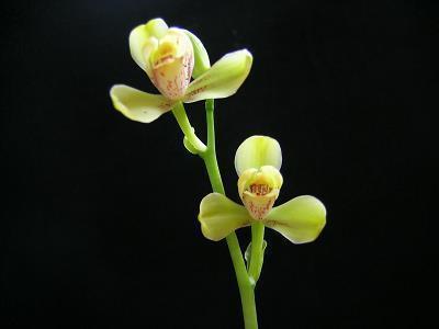 轻世傲物