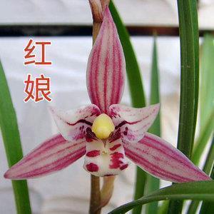 魂飞胆裂