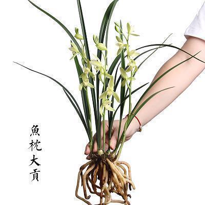 麤诞