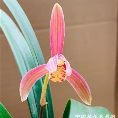 鸟王