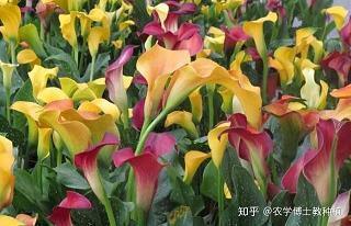 鱼米乡