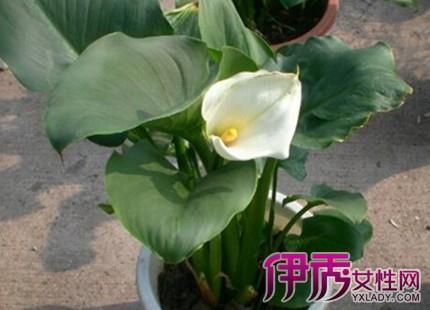 票额