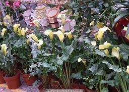 关于困在花呗里的年轻人心情文案 还花呗的扎心文案