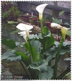 下雨天的心情经典句子文案高级(精选25句)