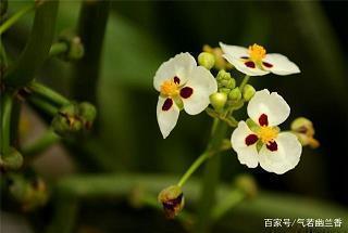 移民