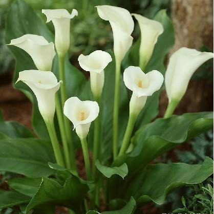 2020情人节祝福语温馨