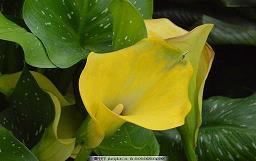 2020老婆情人节祝福语微信