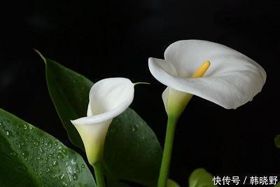 苈