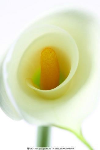 蝥